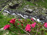31 Rododendri in fiore